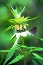 Gray hairstreak butterfly on horsemint