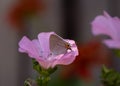 Gray Hairstreak Butterfly Macro On Pink Bloom