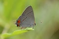 Gray hairstreak butterfly