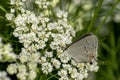 A Gray Hairstreak Butterfly Sits On White Wildflowers