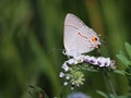 Gray Hairstreak Butterfly Sitting On Salt Heliotrope Flowers
