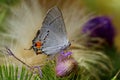 Gray Hairstreak Butterfly (Strymon Melinus)