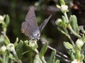 Gray Hairstreak Butterfly - Strymon Melinus