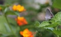 Gray Hairstreak Butterfly - Strymon Melinus On Lantana Leaf