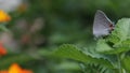 Gray Hairstreak Butterfly - Strymon Melinus On Lantana Leaf