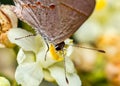 Gray Hairstreak Butterfly - Strymon Melinus Pudica - Little Gray And Orange Butterfly Feeding On Flower - Nature Macro Photography