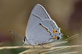 Gray Hairstreak, Strymon melinus