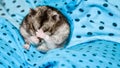 Gray hamster washes On a blue background.