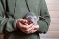 Gray hand rat Dumbo in the hands of a child. Pet, close-up. Year of the Rat 2020