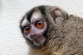 The gray-handed night monkey (Aotus griseimembra) Royalty Free Stock Photo