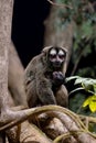 The gray-handed night monkey (Aotus griseimembra) Royalty Free Stock Photo