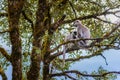 Gray or Hanuman langurs of the Indian Subcontinent Royalty Free Stock Photo