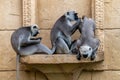 Gray or Hanuman Langurs Royalty Free Stock Photo