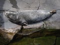 Harbor Seal Laying on Stone in Zoo Royalty Free Stock Photo