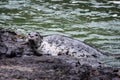 Gray harbor seal on a rock Royalty Free Stock Photo