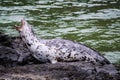 Gray harbor seal yawning Royalty Free Stock Photo