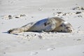 Baby Harbor Seal Hauled out on Nauset Beach at Orleans, Cape Cod (Resting) Royalty Free Stock Photo