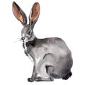 Gray hare with big ears watercolor illustration