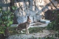 Gray hare is eating leaves