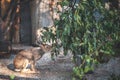 Gray hare is eating leaves