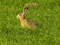 Gray hare on field