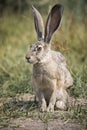 Grey Hare