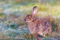 Gray hare grazes on a meadow with green grass