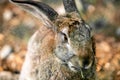 Gray hare in green grass.