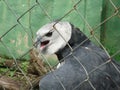 gray harpy with white in captivity. Royalty Free Stock Photo