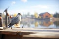 gray hawk on a wooden dock, river in view