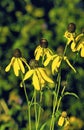 Gray-headed Coneflowers 50347