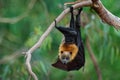 Gray-headed Flying Fox - Pteropus poliocephalus in the evening, fly away from day site, hang down on the branch Royalty Free Stock Photo