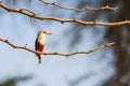 Gray-Headed Kingfisher, Sitting on thorny Acacia tree branch, Kenya, Africa