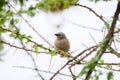 Gray-headed Social Weaver Pseudonigrita arnaudi Perched in an Acacia Tree