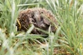 Gray hedgehog in the grass