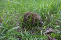 Gray Hedgehog runs in green grass in the forest. Small European mammal with pretty face and with spiny hairs on its back.