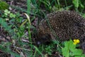 Gray Hedgehog runs in green grass in the forest. Small European mammal with pretty face and with spiny hairs on its back.