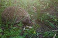 Gray Hedgehog runs in green grass in the forest. Small European mammal with spiny hairs on its back. Hedgehog in motion.