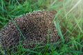 Gray Hedgehog runs in green grass in the forest. Small European mammal with spiny hairs on its back. Hedgehog in motion. Se