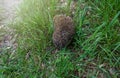 Gray Hedgehog runs in green grass in the forest. Small European mammal with spiny hairs on its back. Hedgehog in motion.