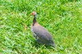 Gray helmeted guineafowl bird Royalty Free Stock Photo