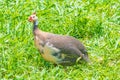 Gray helmeted guineafowl bird Royalty Free Stock Photo