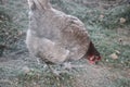 Gray hen in the country yard. Selective focus. Farm concept