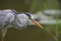 Gray Heron