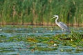 Gray heron