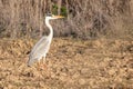 Gray heron - Ardea cinerea - in Donana National Park, Nature Reserve in Huelva, Andalusia, Spain Royalty Free Stock Photo