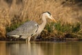 Gray heron ardea cinerea drinking water Royalty Free Stock Photo