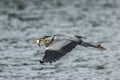 Gray heron (ardea cinerea) Royalty Free Stock Photo