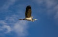 Gray Heron, Ardea cinerea, in flight with cloudy blue sky background Royalty Free Stock Photo