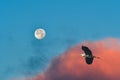 Gray Heron Ardea cinerea, a large water bird, flies low against the backdrop of colorful clouds at sunset with a full moon Royalty Free Stock Photo